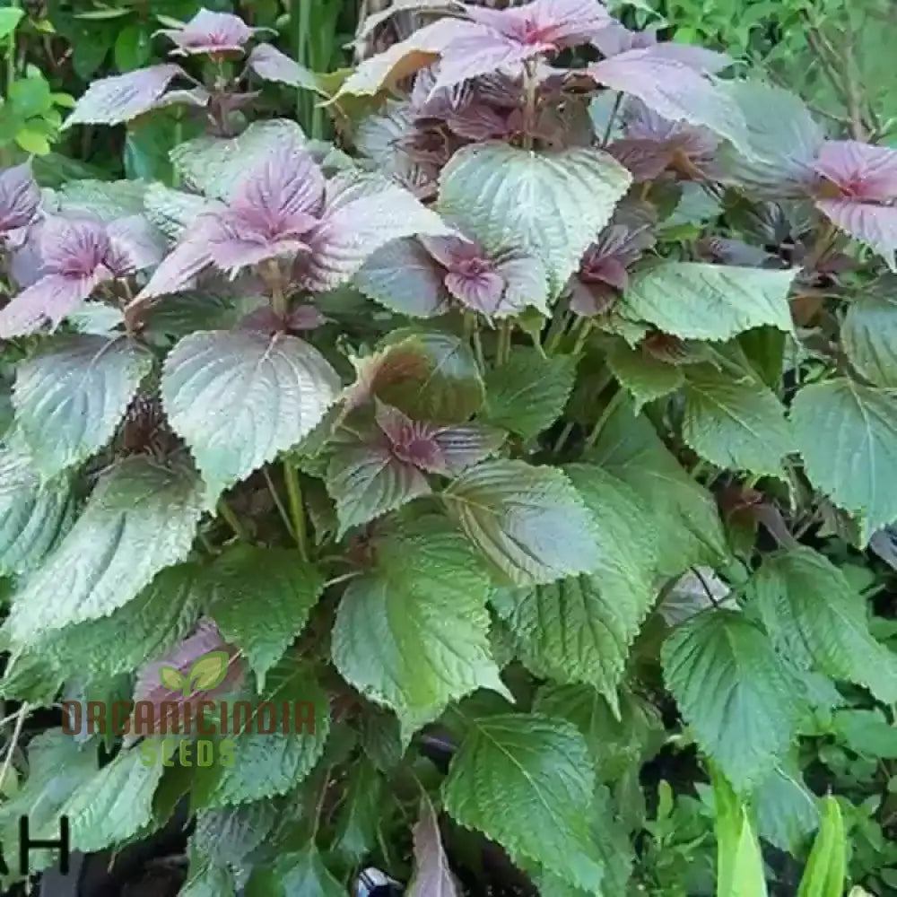 Shiso - Jeok Ssam Ip (Perilla) Herb Seeds For Planting Grow Fresh Leaves At Home