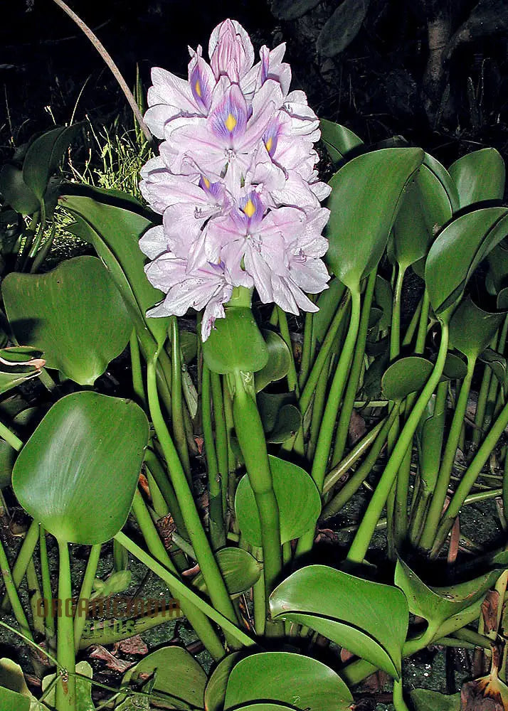 Shuihulu Eichhornia Crassipes Plant Seeds Aquatic Gardening For Ponds And Water Features