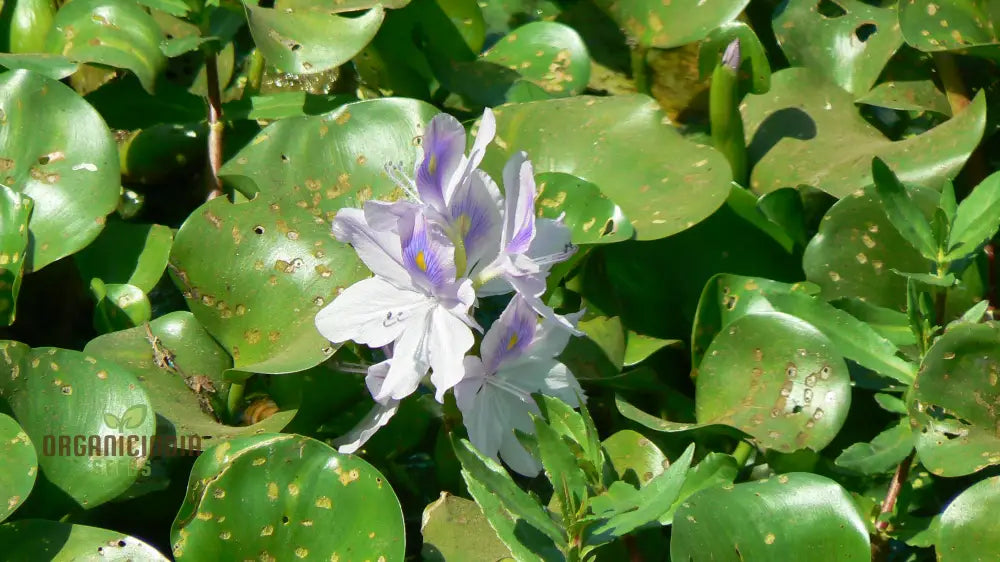 Shuihulu Eichhornia Crassipes Plant Seeds Aquatic Gardening For Ponds And Water Features