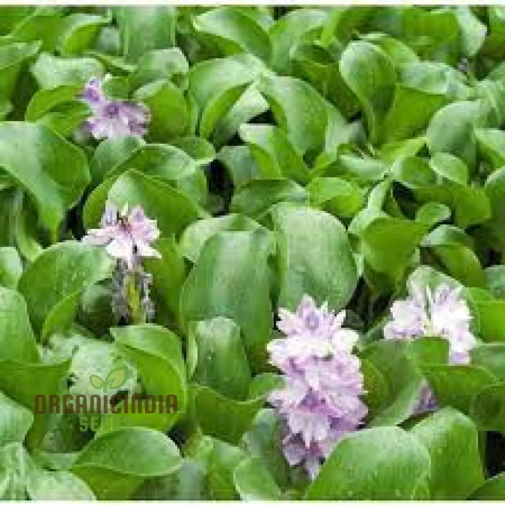 Shuihulu Eichhornia Crassipes Plant Seeds Aquatic Gardening For Ponds And Water Features