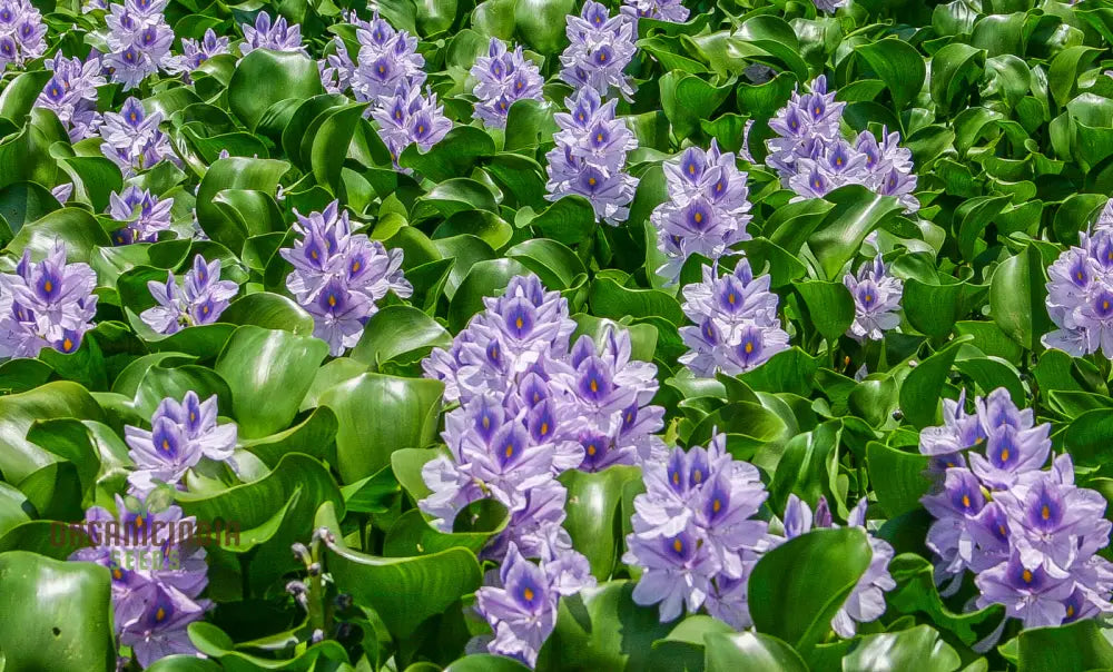 Shuihulu Eichhornia Crassipes Plant Seeds Aquatic Gardening For Ponds And Water Features