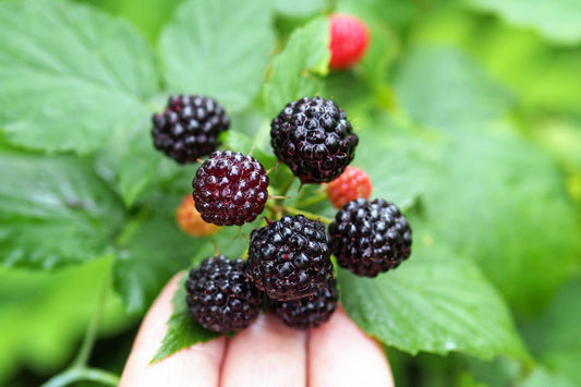 Black Raspberry Fruit Seeds