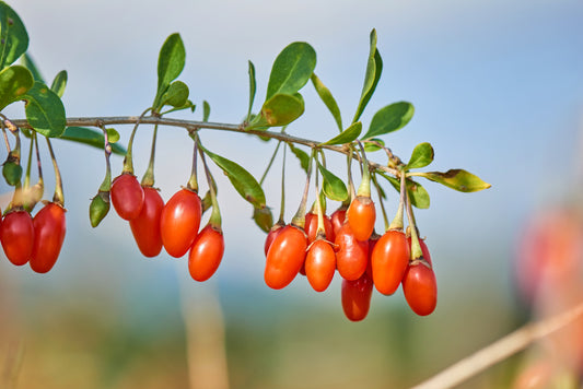 Himalayan Tibetan Goji Berry Fruit Seeds