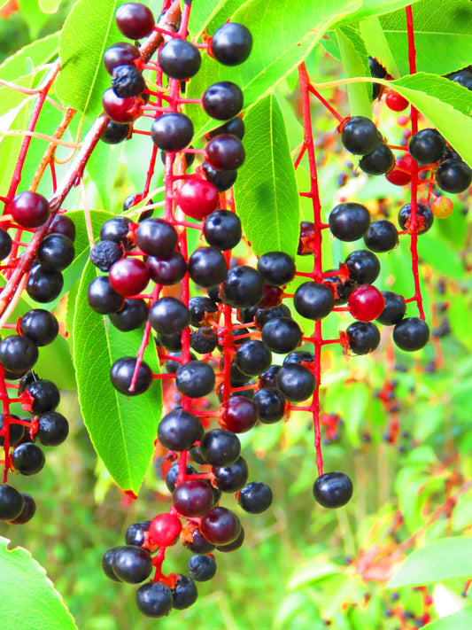 Black Cherry Fruit Tree Seeds