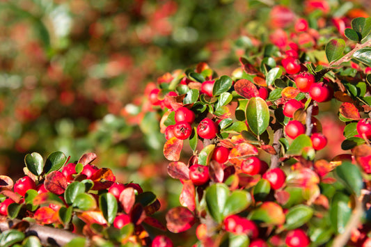 Bearberry Flower Seeds