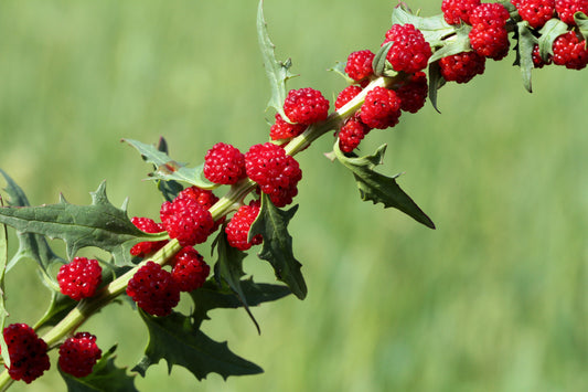 Strawberry Sticks Spinach Fruit Seeds