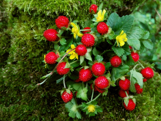 Edible Red Mock Strawberry (Potentilla indica, Duchesnea) – Fruit Berry Seeds