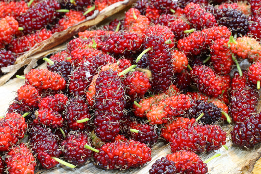 Red Mulberry Tree Seeds