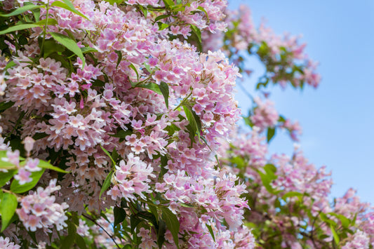 Beauty Bush Fruit Seeds