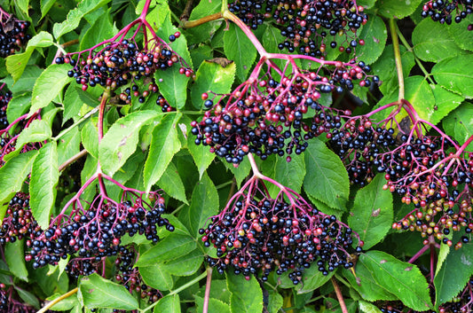 American Elderberry Fruit Seeds