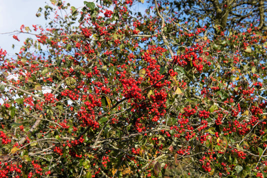 Washington Hawthorn Seeds