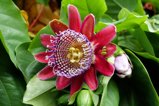 Giant Granadilla Passion Flower Vine Seeds