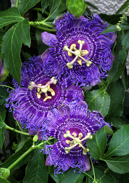 Purple Passion Flower Fruit Seeds