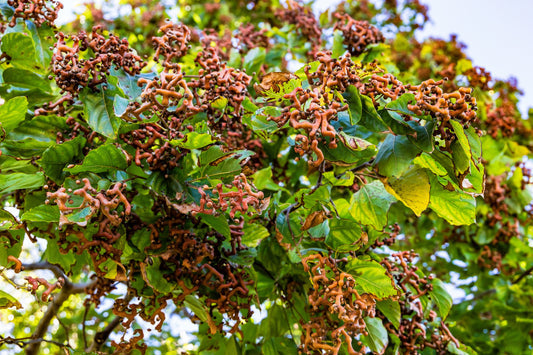 Japanese Raisin Tree (Hovenia Dulcis) – Edible Fruit with Oriental Honey Flowers Seeds