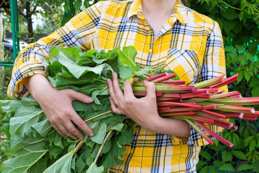 Glaskins Perpetual Rhubarb Fruit Seeds