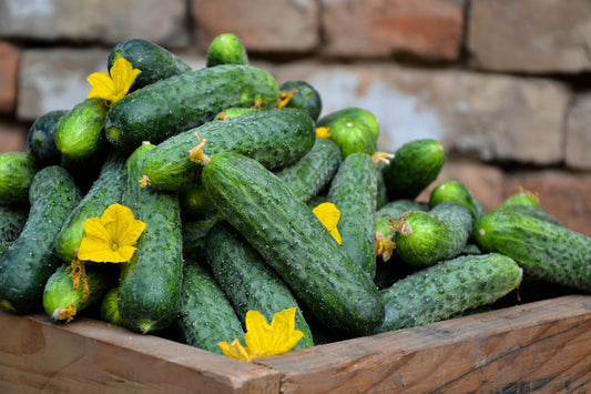 National Pickling Cucumber Seeds