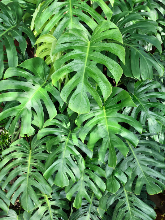 Organic Split Leaf Philodendron Vine Seeds