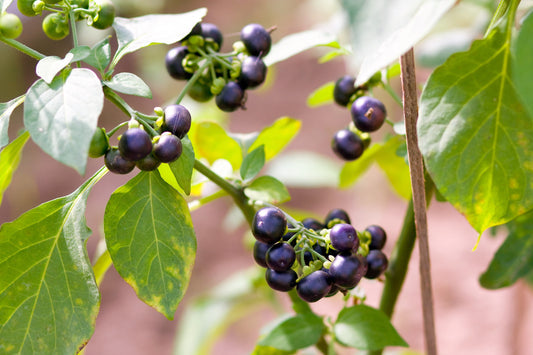 Wonderberry Sunberry Fruit Shrub Seeds