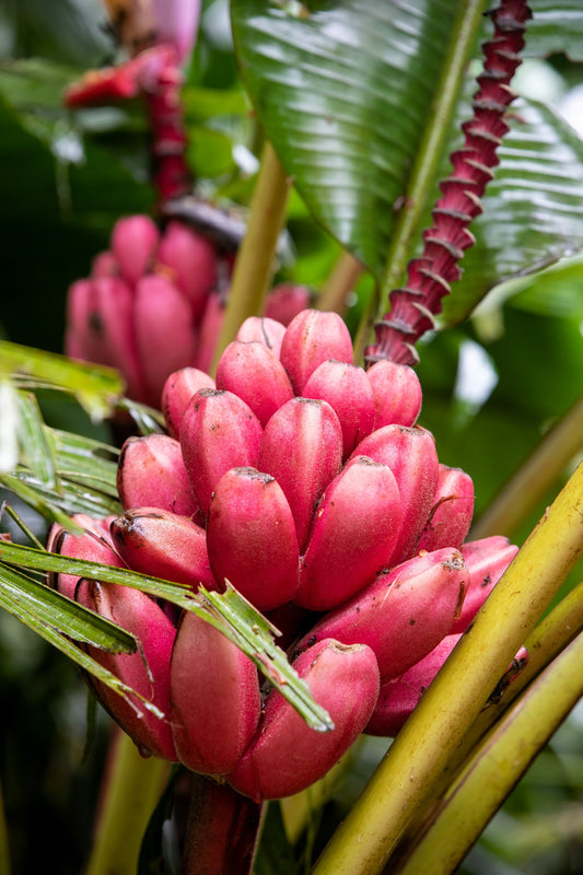 Dwarf Pink Banana Fruit Tree Seeds