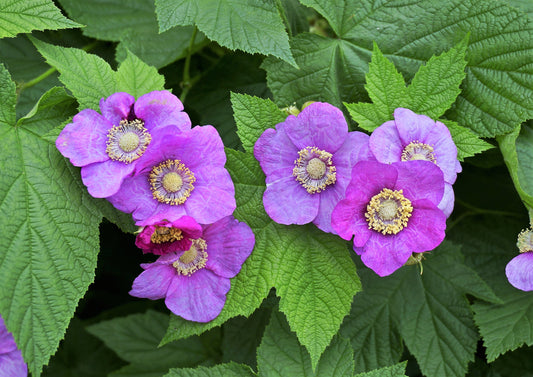 Purple Flowering Raspberry Fruit Seeds