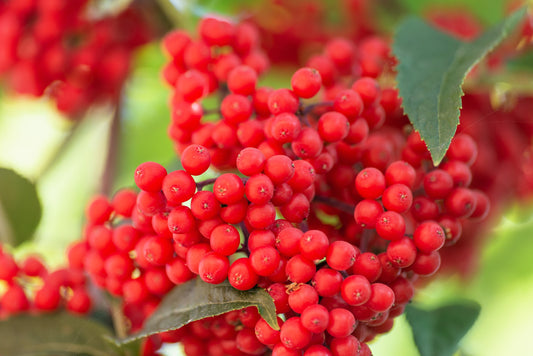 Red Elderberry Fruit Seeds