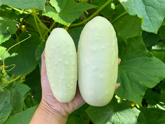 White Wonder Cucumber (Cucumis Sativus) – Fruit Seeds