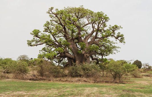 African Baobab Tree Seeds