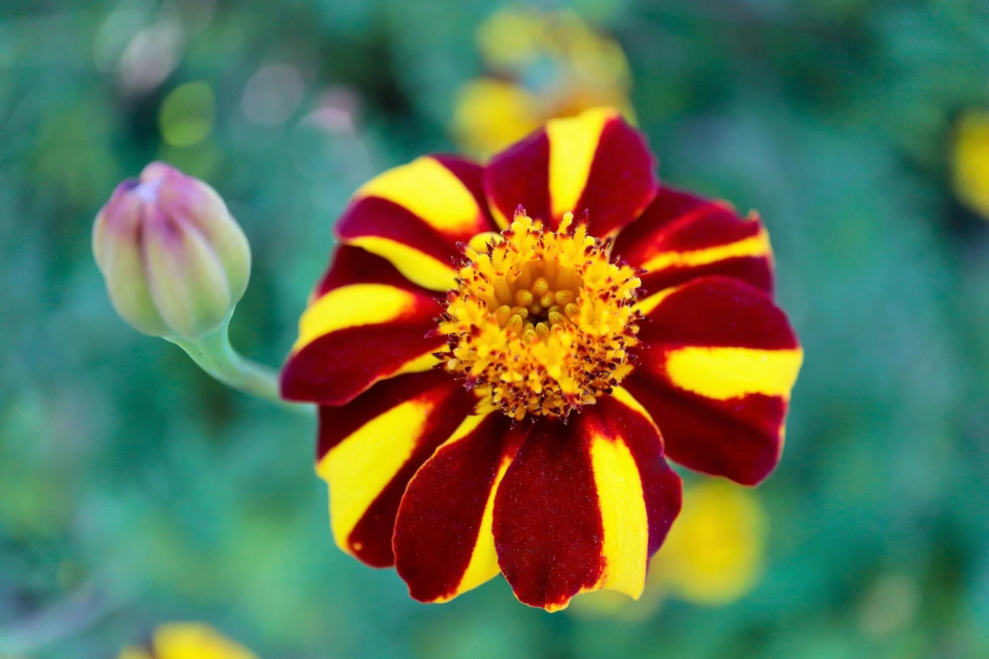 Yellow with Red Stripes Marigold Seeds – Unique Bicolor Blooms for Gardens