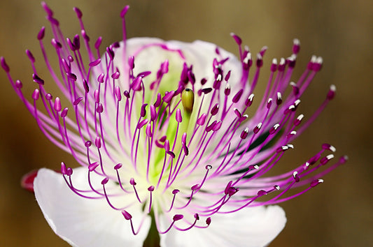 Caper Bush Seeds