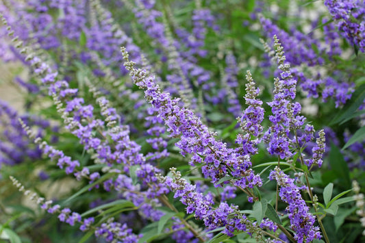 Chaste Berry Tree Seeds