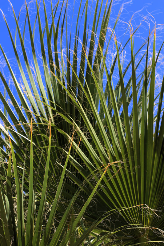 Green Saw Palmetto (Serenoa Repens) – American Dwarf Palm Tree Shrub Edible Fruit Seeds