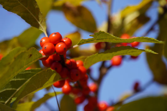 Spicebush Red Berry Seeds