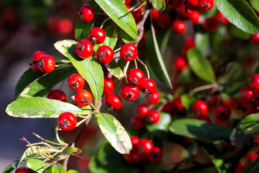 Red Chokeberry (Aronia arbutifolia) – Shrub Seeds with White Flower & Fruit