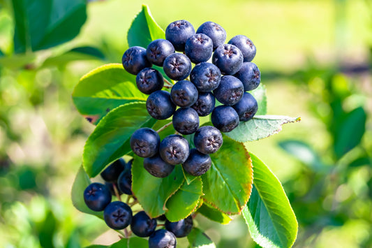 Purple Chokeberry (Aronia prunifolia) – Fruit Shrub Seeds with White Flowers