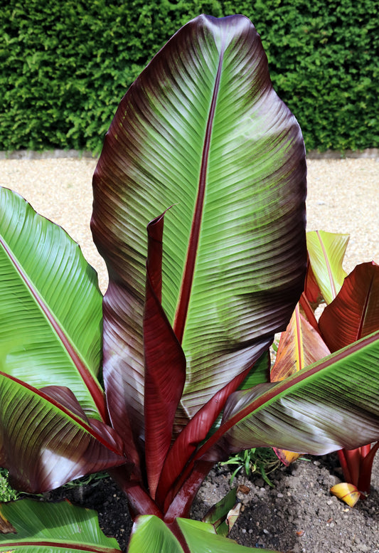 Red Abyssinian Banana Seeds