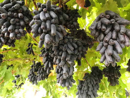 Black Finger Grape Vine Seeds