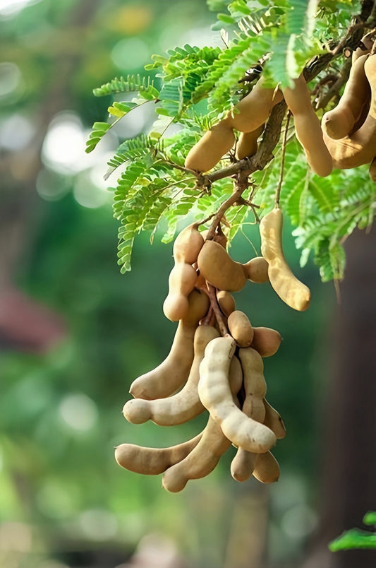 Tamarind Fruit Tree (Tamarindus indica) – Bean Pod Legume Seeds