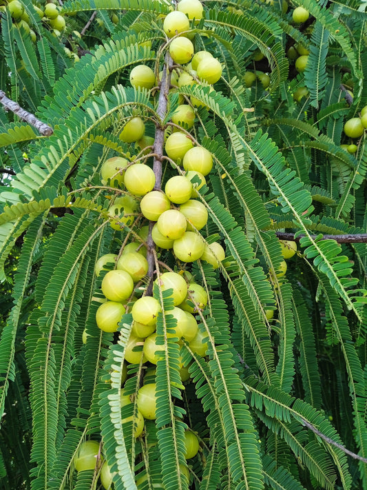 Indian Gooseberry Fruit Tree Seeds