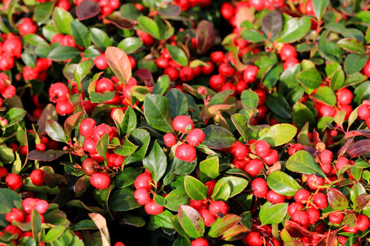 Creeping Wintergreen Seeds