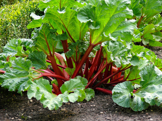 Victoria Rhubarb Fruit Seeds