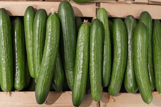 Long Green Improved Cucumber Seeds