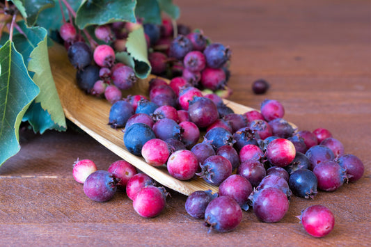 Saskatoon Serviceberry Shrub Seeds