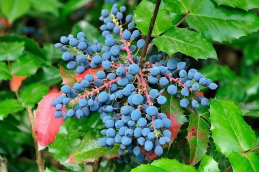 Oregon Grape Holly Vine Seeds