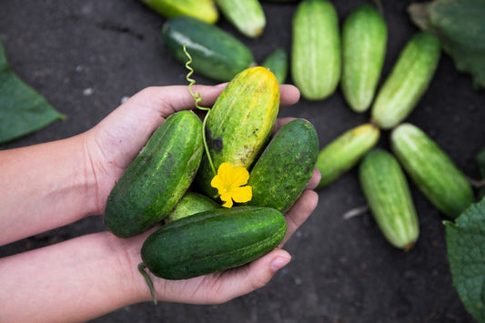 Boston Pickling Cucumber Seeds