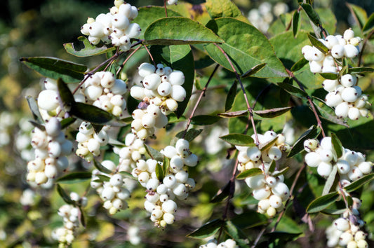 Common Snowberry Shrub Seeds