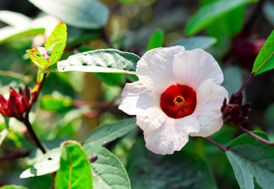 Roselle Hibiscus Fruit Seeds