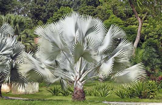 Silver Saw Palmetto Tree Seeds