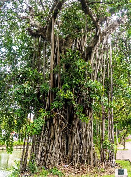 Banyan Fig Tree Houseplant Seeds