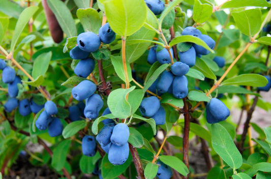 Honeyberry Fruit Seeds