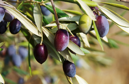 Canino Olive Tree Seeds